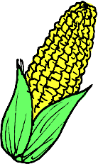 tegning av mais med bladene på